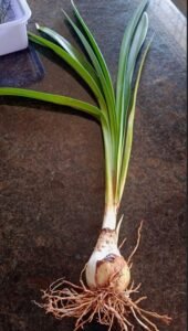 پیاز جنگلی Urginea indica Indian Squill Drimia indica जंगली प्याज जंगल प्याज़ 