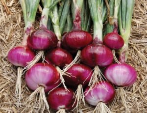 پیاز Onion Allium cepa प्याज