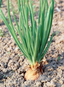 پیاز Onion Allium cepa प्याज