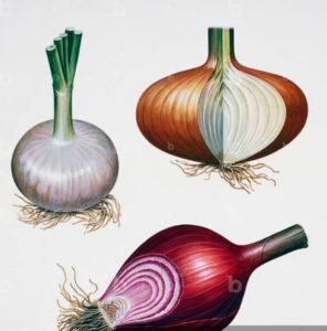 پیاز Onion Allium cepa प्याज