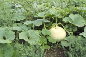 پیٹھا White Pumpkin Benincasa पेठा