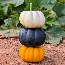 پیٹھا White Pumpkin Benincasa पेठा