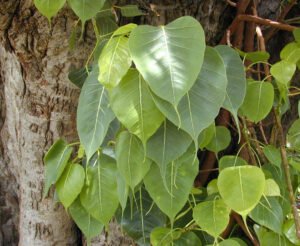 پیپل Sacred fig Ficus religiosa पीपल