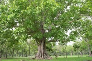 پیپل Sacred fig Ficus religiosa पीपल