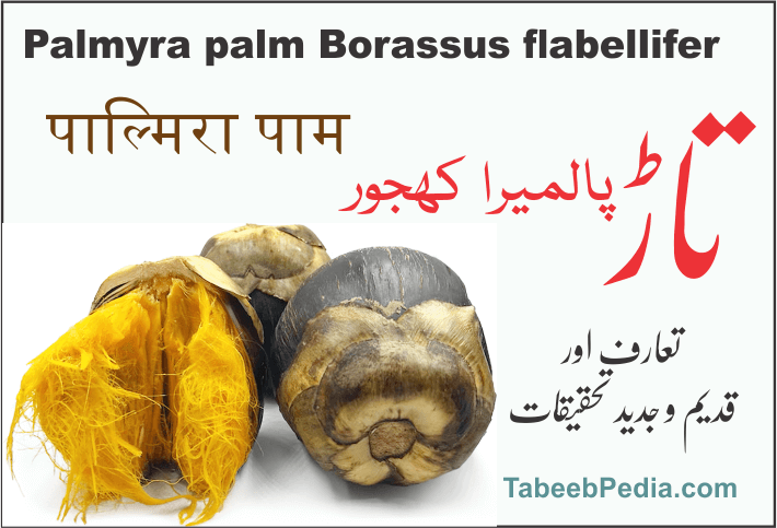 تاڑ / پالمیرا کھجور