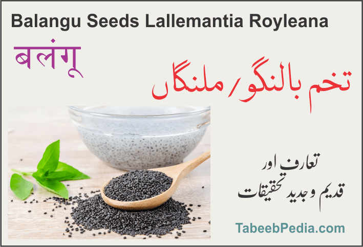 تخم بالنگو / تخم ملنگاں