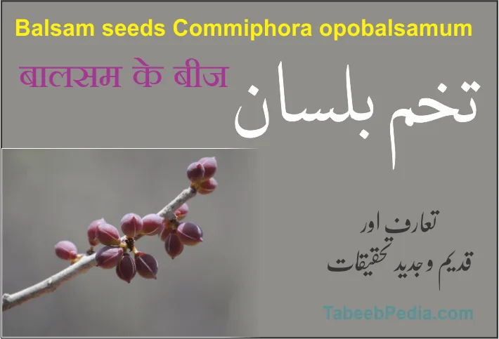 تخم بلسان