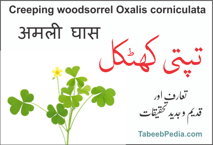 تپتی / کھٹکل