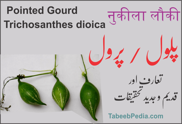 پلول / پرور/ پرول