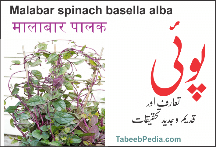 پوئی مالابار پالک