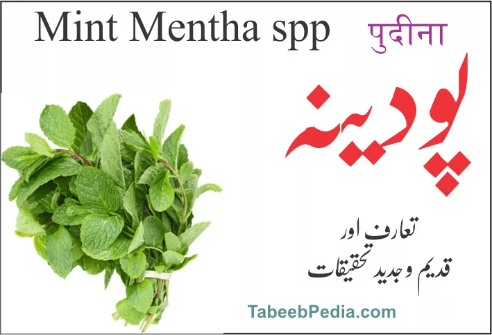 پودینہ