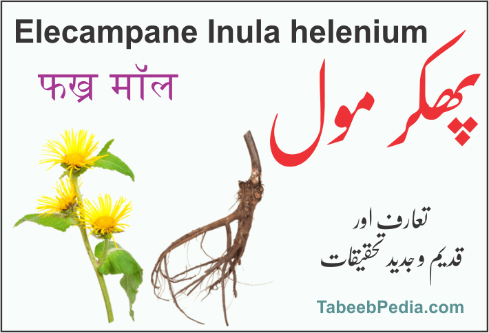 پھکر مول / پوکر مول