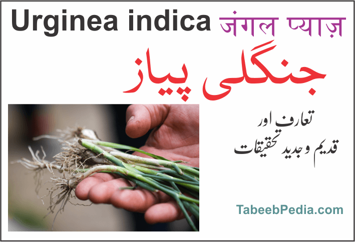 پیاز جنگلی