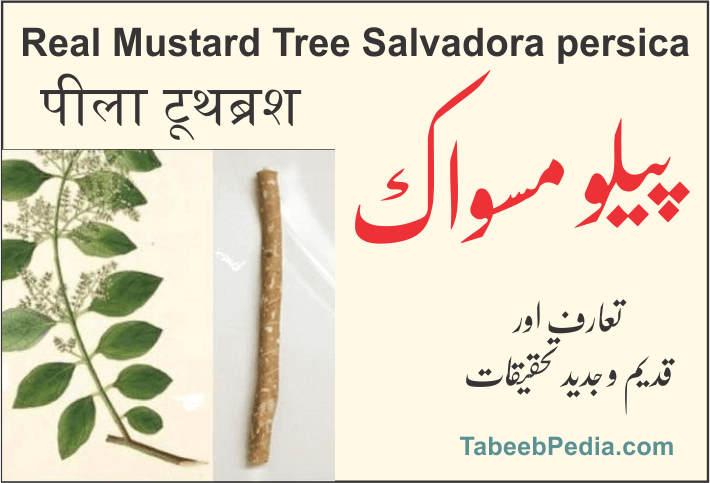 پیلو / مسواک درخت