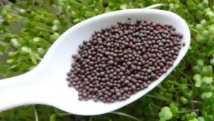 تارا میرا ترمراہ بیج Rocket