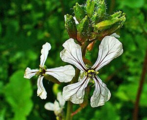 تارا میرا ترمراہ Rocket