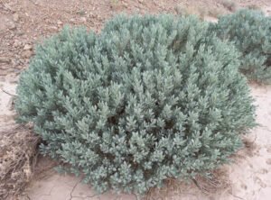 تخم حیات vegetable rennet Withania coagulans पनीर बोटी