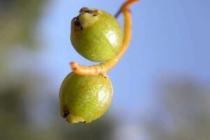 تخم کثوث Love vine cassytha filiformis seeds प्रेम बेल के बीज