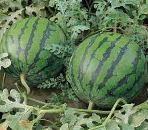 تربوز Watermelon Citrullus lanatus तरबूज