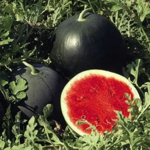 تربوز Watermelon Citrullus lanatus तरबूज