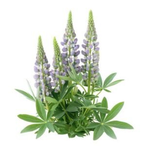 ترمس White lupin Lupinus albus सफेद ल्यूपिन