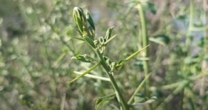 ترنجبین Manna Alhagi maurorum जवासा