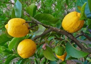 ترنج اترج Citron Citrus medica बिजौरा