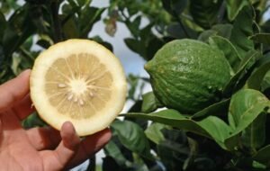 ترنج اترج Citron Citrus medica बिजौरा