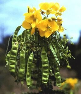 ترور tanner's cassia auriculata तरवड़