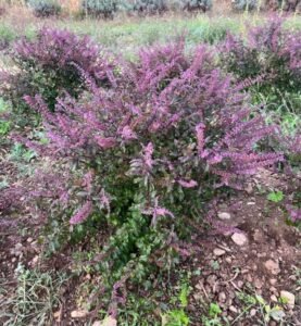 تلسی Holy Basil Ocimum tenuiflorum seeds तुलसी