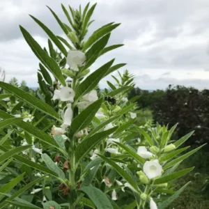 تل Sesame Sesamum indicum तिल