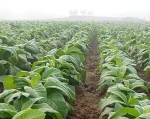 تمباکو Tobacco Nicotiana tabacum तंबाकू