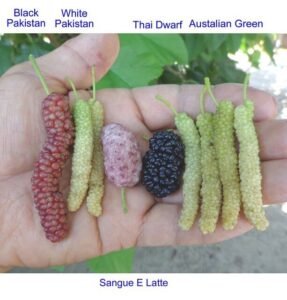 توت شہتوت Mulberry Morus alba शहतूत