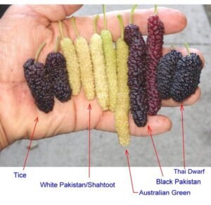 اقسام توت شہتوت Mulberry Morus alba शहतूत