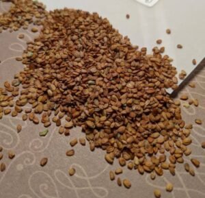 تودری wallflower erysimum cheiri तोडारी