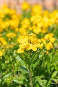 تودری wallflower erysimum cheiri तोडारी