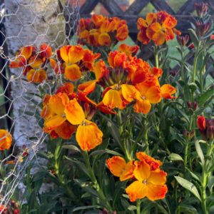 تودری wallflower erysimum cheiri तोडारी
