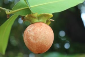 تیندو Gaub tree Diospyros Embryopteris गाववड़
