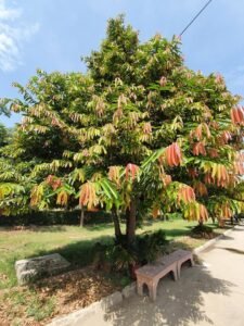 تیندو Gaub tree Diospyros Embryopteris गाववड़
