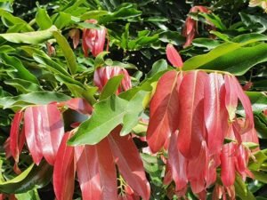 تیندو Gaub tree Diospyros Embryopteris गाववड़