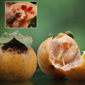 تیندو Gaub tree Diospyros Embryopteris गाववड़