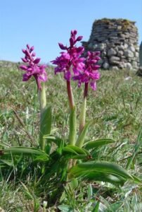 ثعلب مصری Salep Orchis Orchis latifolia सालब मिश्री