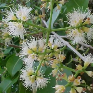 جامن Java plum Syzygium cumini जामुन