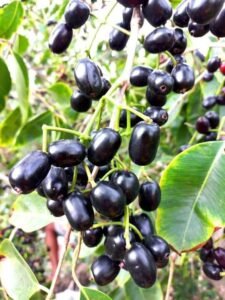 جامن Java plum Syzygium cumini जामुन