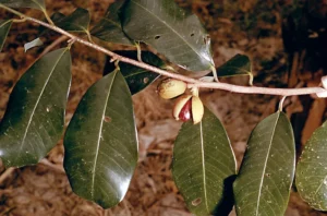 جاوتری mace Myristica fragrans जलुत्री