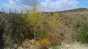 جاو شیر Ammoniacum Ferula ammoniacum जावशीरा