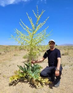 جاو شیر Ammoniacum Ferula ammoniacum जावशीरा