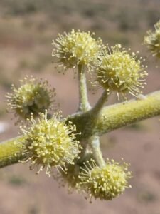 جاو شیر Ammoniacum Ferula ammoniacum जावशीरा