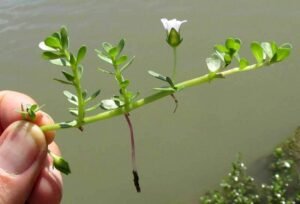 جل نیم Waterhyssop Bacopa monnieri ब्राह्मी