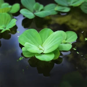 جل کھنبی Water lettuce Pistia stratiotes जलकुंभि